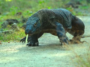2 DAY 1 NIGHT KOMODO TOUR
